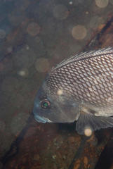 Chirodactylus grandis