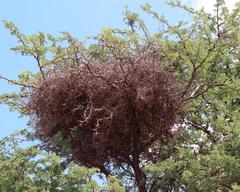 Bubalornis niger niger