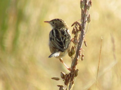 Cisticola juncidis
