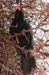 Bubalornis niger niger