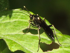 Cratichneumon unifasciatorius