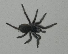 Harpactira