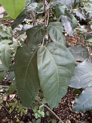 Heteropterys laurifolia