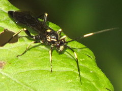 Cratichneumon unifasciatorius