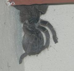 Harpactira