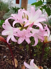 Amaryllis belladonna