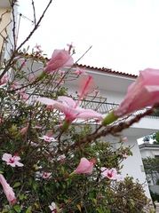 Amaryllis belladonna