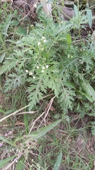 Parthenium bipinnatifidum
