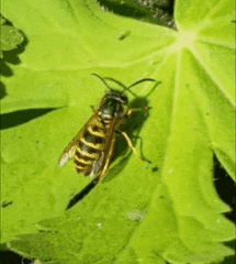 Vespula vulgaris