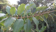 Citharexylum myrianthum