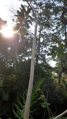 Citharexylum myrianthum