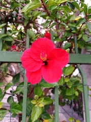 Hibiscus rosa-sinensis