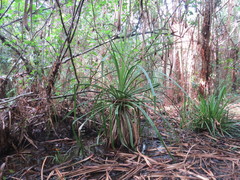 Pandanus solms-laubachii