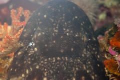 Haploblepharus pictus