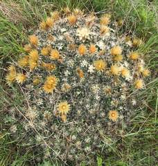 Escobaria missouriensis