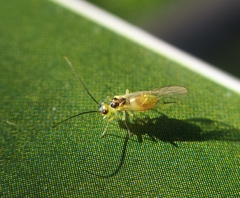 Stenopsocus stigmaticus