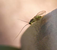 Stenopsocus stigmaticus