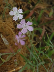Dianthus strictus troodi