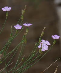 Dianthus strictus troodi