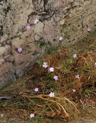 Dianthus strictus troodi