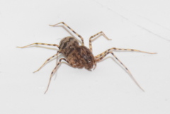 Scytodes thoracica
