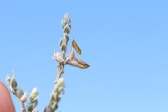 Amphithalea parvifolia