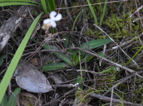 Image of X Disa (Disa sagittalis) by (c) Justin Ponder, some rights reserved (CC BY)
