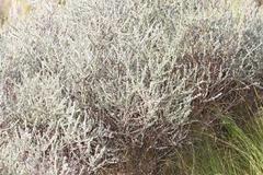 Amphithalea parvifolia