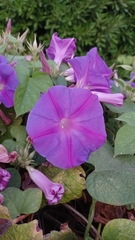 Ipomoea indica