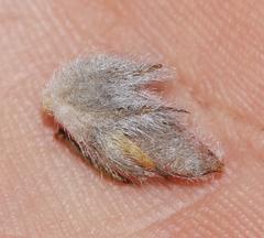 Aspalathus shawii shawii