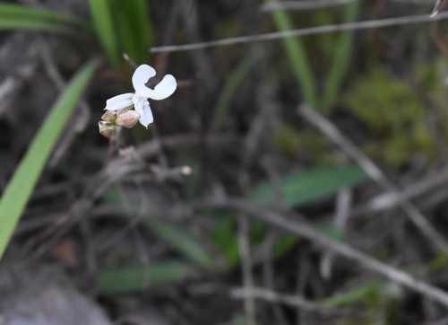 Image of X Disa (Disa sagittalis) by (c) Justin Ponder, some rights reserved (CC BY)