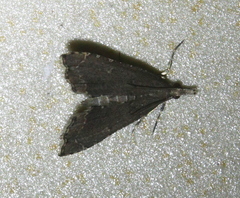 Diplopseustis