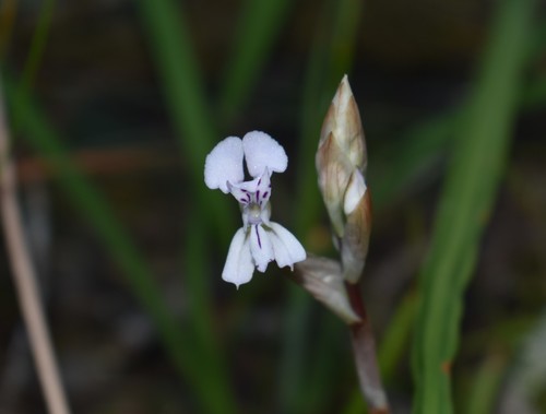 Image of X Disa (Disa sagittalis) by (c) Justin Ponder, some rights reserved (CC BY)