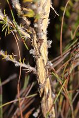 Aspalathus shawii shawii