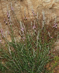 Teucrium creticum