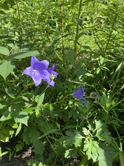 Platycodon