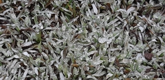 Lucilia kunthiana