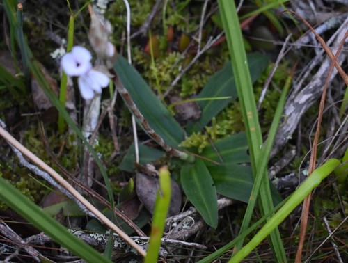 Image of Disa sagittalis by (c) Justin Ponder, some rights reserved (CC BY)