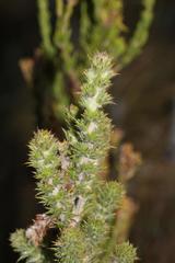 Aspalathus shawii shawii