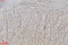 Crocicreas coronatum