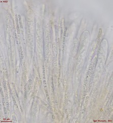 Crocicreas coronatum