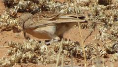 Chersomanes albofasciata kalahariae