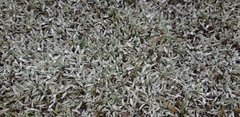 Lucilia kunthiana