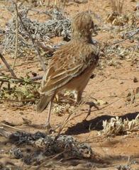 Chersomanes albofasciata kalahariae