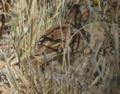 Chersomanes albofasciata kalahariae