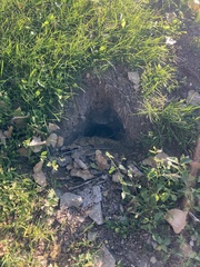 Marmota monax