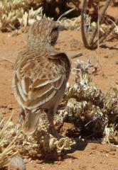 Chersomanes albofasciata kalahariae