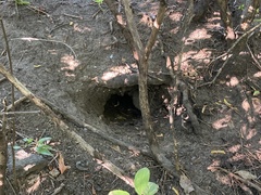Marmota monax