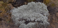 Lucilia kunthiana