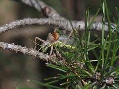 Ephippiger ephippiger